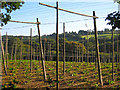 TQ7826 : Hop field at Kitchenham Farm by Oast House Archive