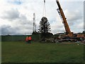 SJ9894 : Hattersley Monkey Puzzle Tree by Gerald England