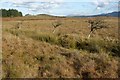 NS4683 : Old field boundary with ditches by Lairich Rig