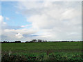  : Field of winter wheat by Adrian S Pye