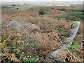 TM5495 : Pillbox with collapsed roof at Corton by Adrian S Pye