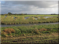 TL4786 : Ouse Washes RSPB by Hugh Venables