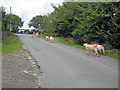 SO6178 : Rush hour at Cleeton St Mary by Trevor Rickard