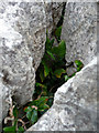 SH7583 : Ivy in a gryke, limestone pavement on the Great Orme by Phil Champion