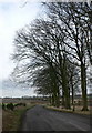  : Beech avenue on a minor road west of Broad Hinton by Eirian Evans