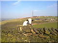 SD9602 : Cow at Hartshead by Steven Haslington