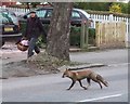 TQ3273 : Fox, Tulse Hill by Derek Harper