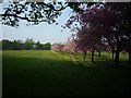 SE3054 : Cherry trees and daffodils by DS Pugh