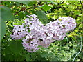 SU0725 : Syringa vulgaris, Bishopstone by Maigheach-gheal