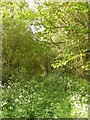 TM2766 : Box Bush Lane footpath to Severalls Lane by Geographer