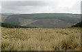 SN7955 : Tywi Forest on Esgair Gors, Ceredigion by Roger  D Kidd