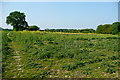 SP8501 : Farmland near Great Hampden by Graham Horn