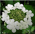 SJ8855 : Guelder Rose flower-head by Jonathan Kington