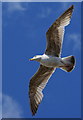 TQ3103 : Gull at Brighton, Sussex by Peter Trimming