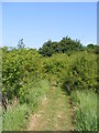 TM3068 : Path at Badingham Pocket Park by Geographer