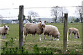 NN9410 : Grazing Sheep by Martin Addison