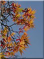 SX9050 : Acer, Coleton Fishacre by Derek Harper