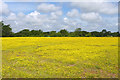 SZ3093 : Buttercup Field by Mike Smith