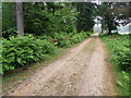 SU2704 : Bracken, Poundhill Inclosure by Maigheach-gheal