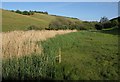 SX9072 : Reed bed, Arch Brook by Derek Harper