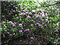 SJ9059 : Rhododendron bush by Jonathan Kington