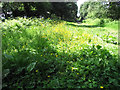 SJ9058 : Buttercups and Bracken by Jonathan Kington