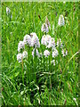 ST7435 : Common Spotted Orchid (Dactylorhiza fuchsii) by Maigheach-gheal