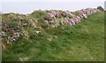 SW8976 : Cornish hedge above Longcarrow Cove by Derek Harper