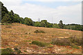 TL1947 : Heathland at The Lodge by Martin Addison