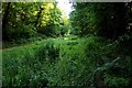 SP5704 : Boggy wetland in the former railway cutting by Steve Daniels