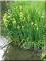 SU1057 : Yellow Iris (Iris pseudacorus), Cuttenham Farm by Maigheach-gheal