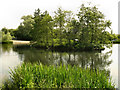 SJ9599 : The Island, Stamford Park Upper Lake by David Dixon