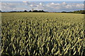 SO8545 : Wheatfield at Birch Green by Philip Halling