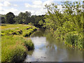 NZ1861 : River Derwent, Derwenthaugh Park by David Dixon