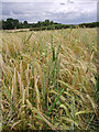 SO7992 : Cereal crops near Claverley, Shropshire by Roger  D Kidd