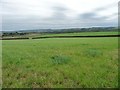 SE1013 : Grassland south of Intake Lane by Christine Johnstone