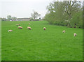 SP3299 : Sheep pasture near Ratcliffe Culey by Trevor Rickard