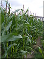 TM1640 : Maize Crop at Wherstead Hall Farm by Geographer