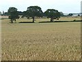 SE4514 : Three trees in a sea of wheat by Christine Johnstone