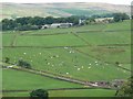 SE0336 : Friesian cows grazing off Marsh Lane by Christine Johnstone