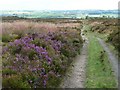 SE0739 : Footpath to Ryecroft by Christine Johnstone