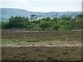 SE0638 : KADMAC's airfield, Midgeham Flat by Christine Johnstone