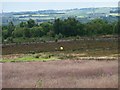 SE0638 : Midgeham Flat, Harden Moor by Christine Johnstone