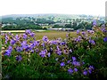 NY9424 : Roadside verge on minor road to Holwick by Andrew Curtis