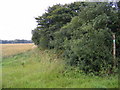 TM4464 : Footpath to the B1122 Leiston Road by Geographer