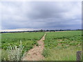 TM4259 : Footpath to the B1121 Aldeburgh Road by Geographer