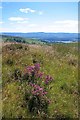 NN5603 : Bell Heather, Menteith Hills by Mick Garratt