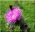 SJ8959 : Bee on a thistle by Jonathan Kington