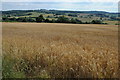 SO6431 : View to Yatton Wood by Philip Halling