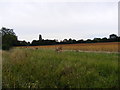 TM2766 : Stooks of Corn off the A1120 Saxtead Road by Geographer